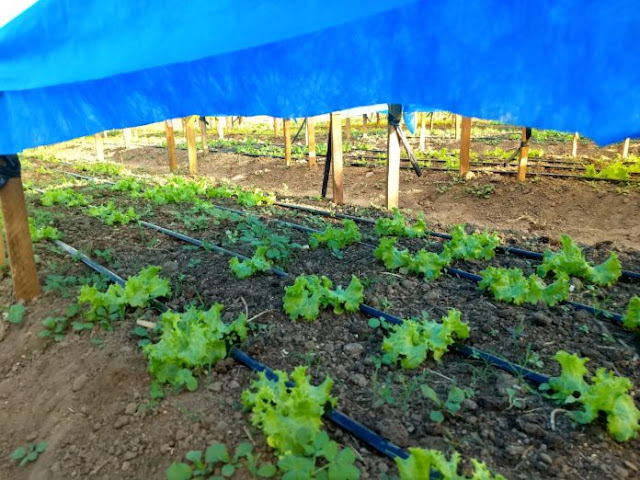 Pesquisa Pesquisas desenvolvidas na UEPB potencializam cultivo de hortícolas na microrregião de Catolé do Rocha (Foto: Divulgação)