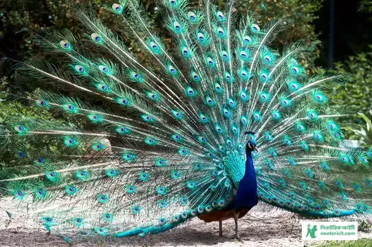 ময়ূরের ছবি ডাউনলোড - ময়ূর পাখি ছবি hd - ময়ূরের ওয়ালপেপার - peacock picture - NeotericIT.com - Image no 9