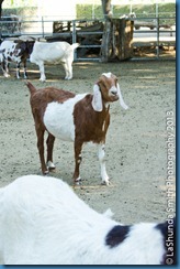 vaca-8