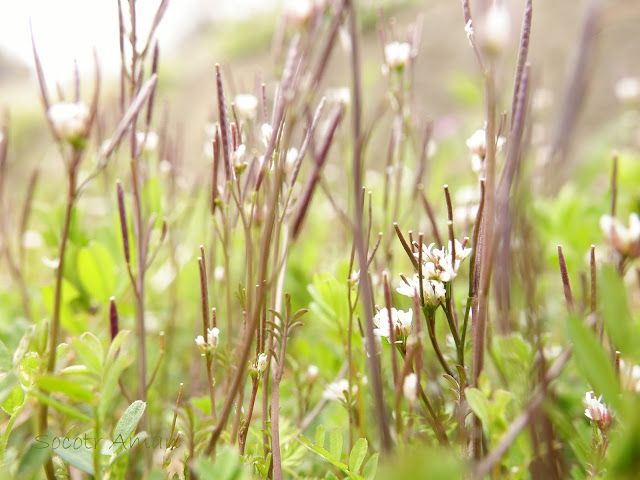 Cardamine scutata