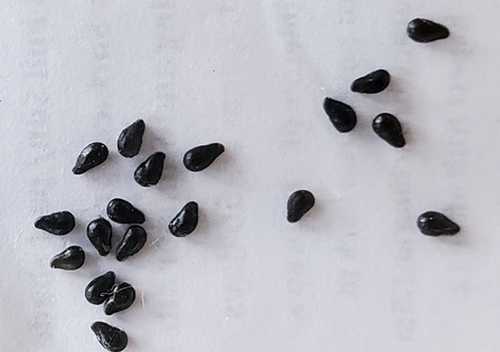 Pitaya Seeds