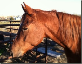 Fancy Mare