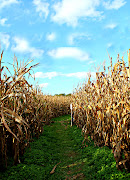 . the corn maze was that it was designed to look like a medieval castle (img )