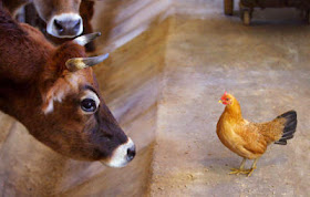 Rethinking Farm Animals