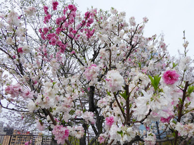 大阪城桃園（Peach Grove）