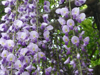 優雅な藤の花の姿に絶句