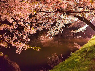 弘前城の桜３
