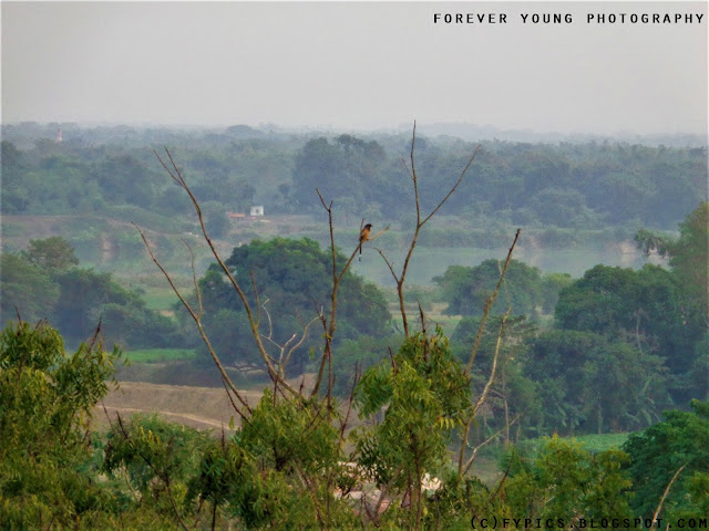 bird and scenary