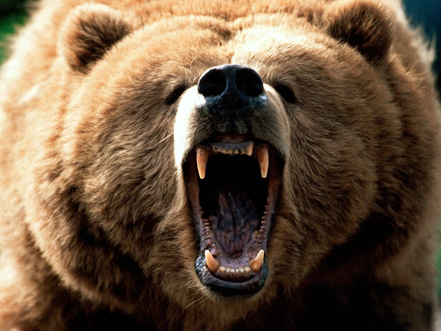 animals bear angry brown bear wallpaper