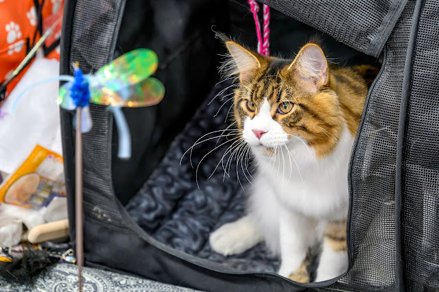 Maine Coon at It's TICA Time Cat Show