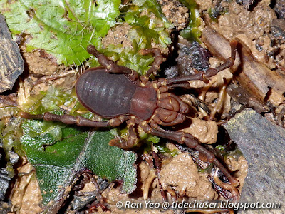 Sandokan Harvestman (Sandokan sp.)