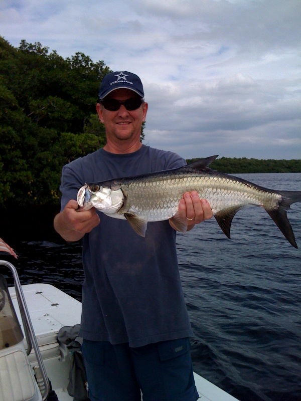 tarpon