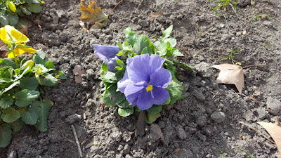 (Almost) Wordless Wednesday - purple and yellow flowers