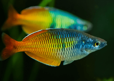 ikan rainbow boesemani