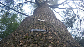 Atlas Cedar tree with quote plaque from Shakespeare Garden, Stanley Park, Vancouver