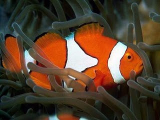 Beauty Fish Clown in Java