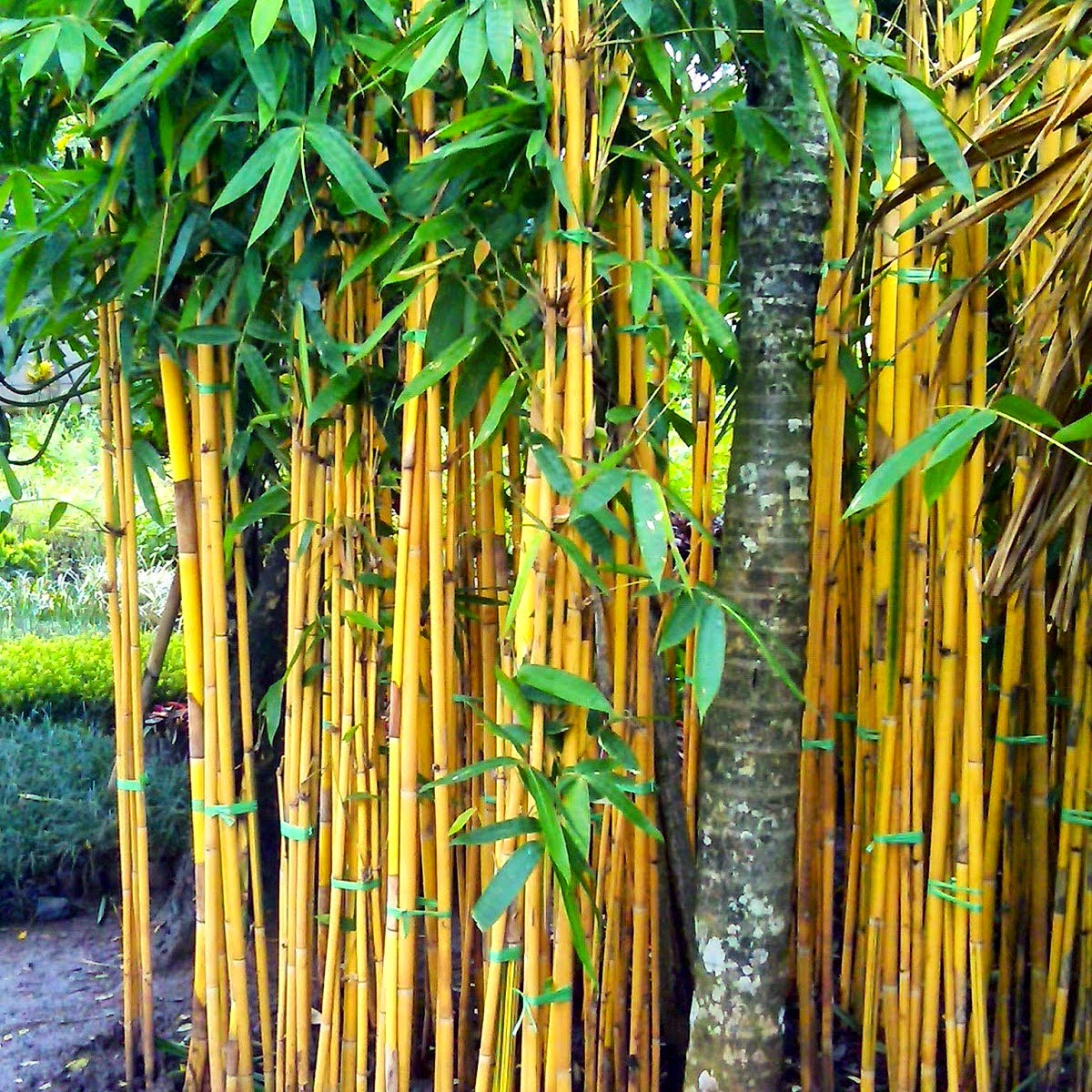 Menguak Keistimewaan Bambu  Kuning  yang Konon Sangat Ampuh 
