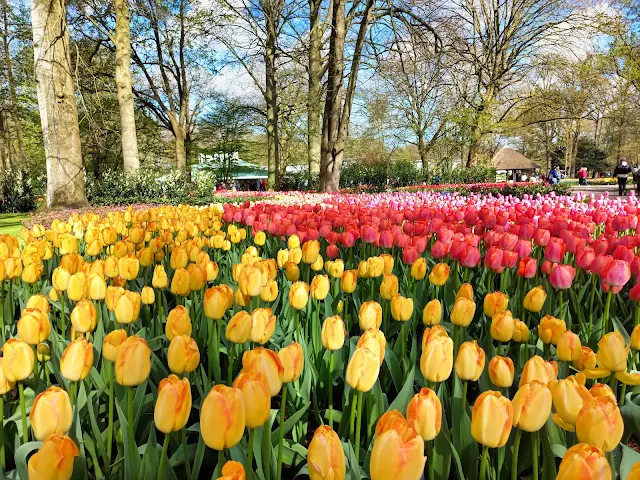 Beautiful yellow and red tulips.