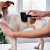 Spring Shedding Season 2025: How to Manage Your Pet’s Coat