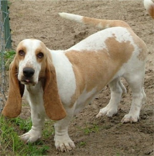 Basset Hound Puppies Picture