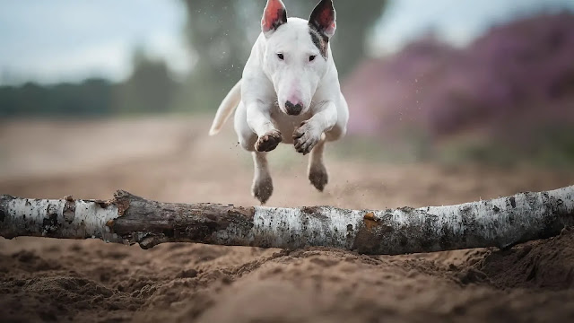 Bull Terrier