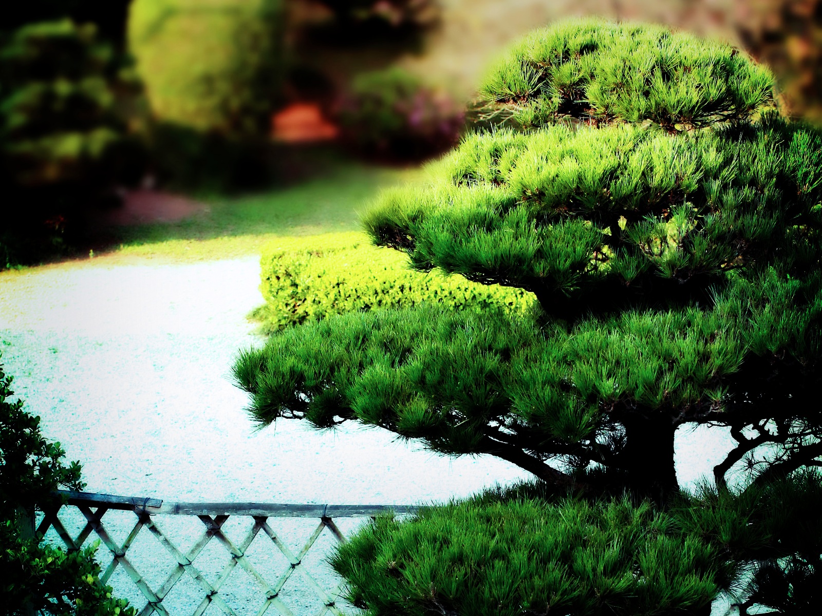 Club Japonés UACh: Jorge Moya presenta esposición de bonsai en carpa ...