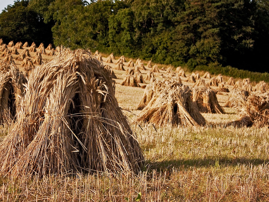 Field of sheaves / field of cairns?