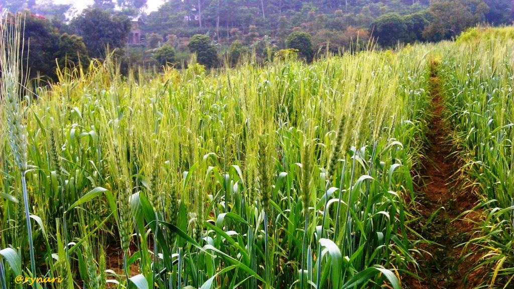 EKOGEO RUMPUT TUMBUHAN HIJAU