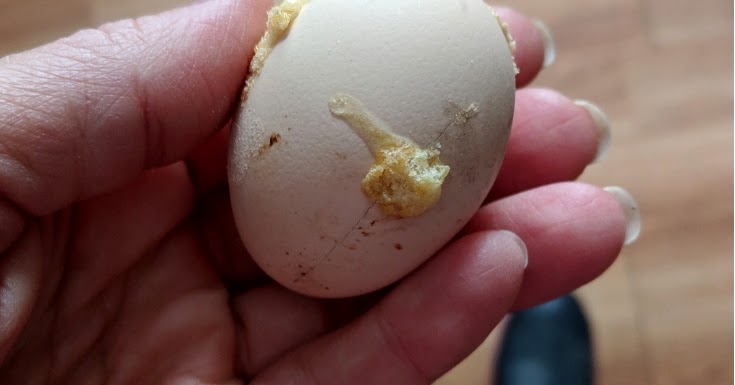 Rotten Egg exploded onto the others - day 22 - I'm worried about infection