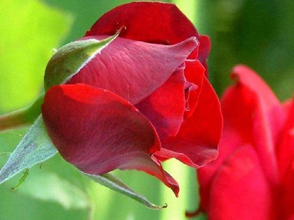 Red Rose Flower Love