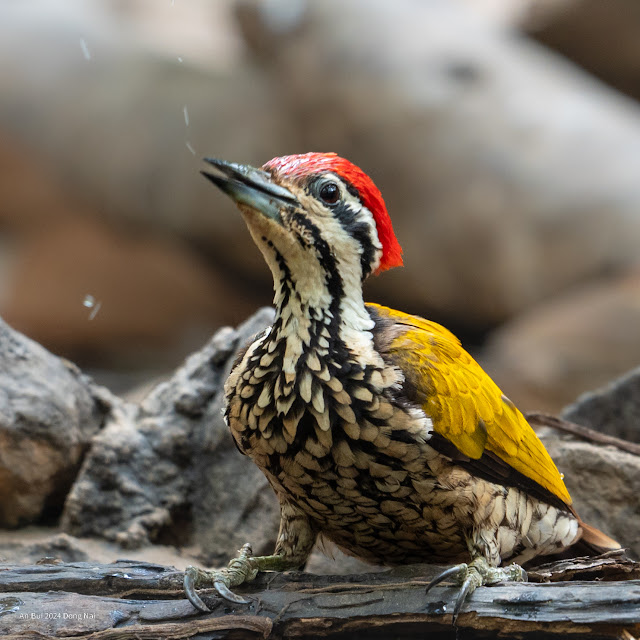 An Bui 2024 Dong Nai - Common Flameback (Gõ kiến vàng nhỏ)