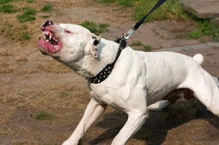 Pitbull Terrier Dogs