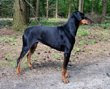 doberman-pinscher-pictures