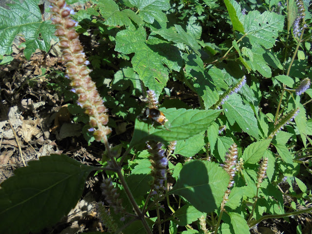 薙刀香薷（ナギナタコウジュ）に蜂が群れていました