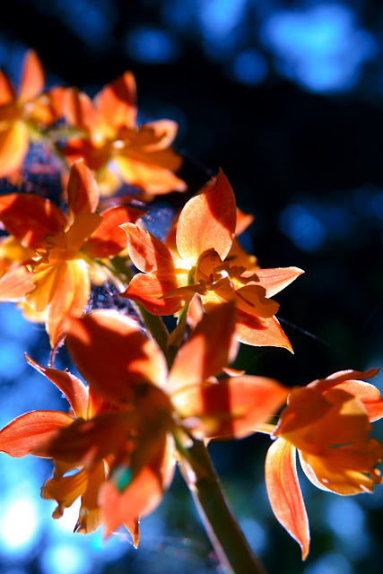 Calanthe discolor