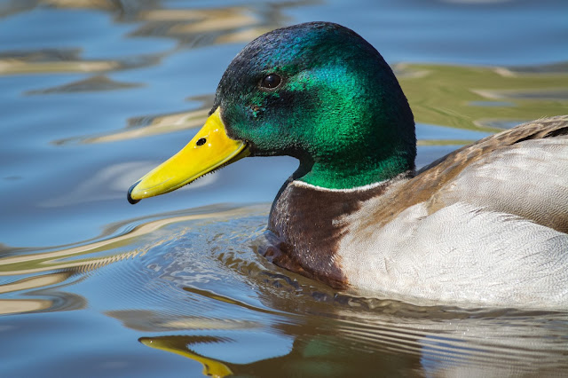 Mallard, Centennial Park