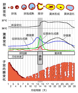 月經週期