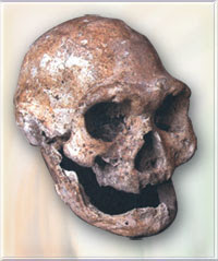 Fosil tengkorak yang ditemui di Dmanisi, Georgia pada tahun 2005 oleh ahli paleoantropologi bernama David Lordkipanidze. Sumber gambar: http://www.harunyahya.com/image/A_Historical_Lie_The_Stone_Age/skull.box02.8.jpg  