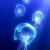 Blue Jelly Fish