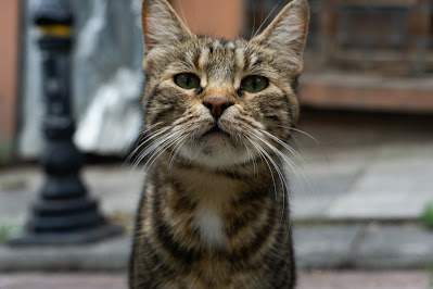 cat