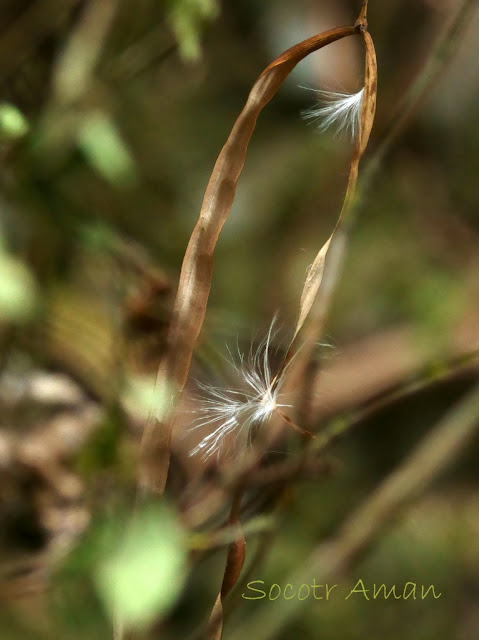 Trachelospermum asiaticum