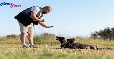 Unlock the Potential of Your Dog with Spirit Dog Training