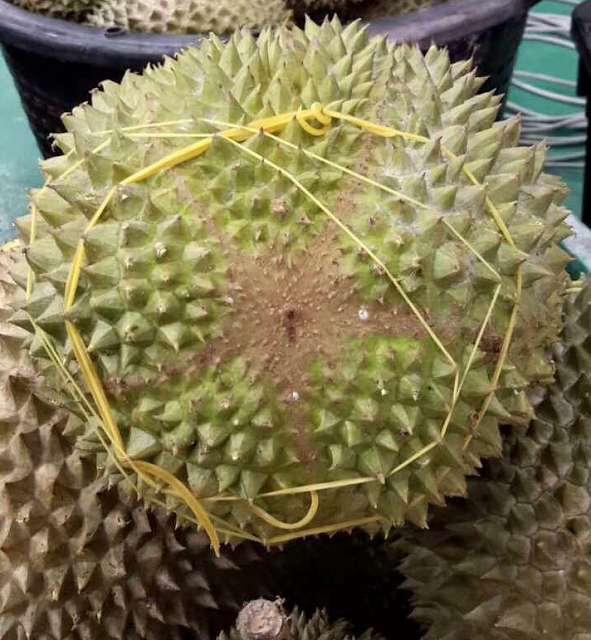 Lelaki Ini Kongsikan Tips Sebab Ramai Dah Kena Tipu! Ini Rupanya Cara Kenal Durian Musang King ORIGINAL! Jangan Kita Tertipu Lagi