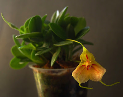 Masdevallia pteroglossa care and culture