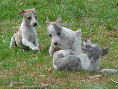 Whippet Poster Pictures