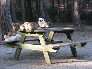 Local Fauna Antimachia Kos