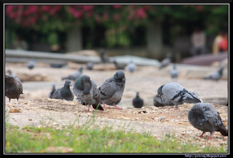 Pigeons