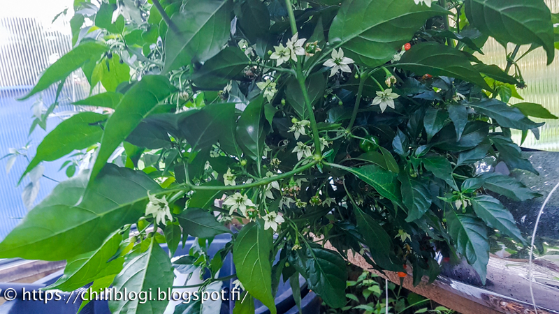 Habanero kypsyy