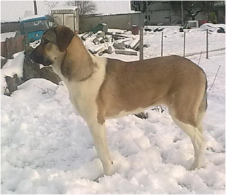 Cão de Gado Transmontano