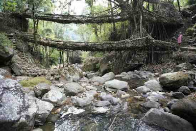 Jembatan Hidup Di India